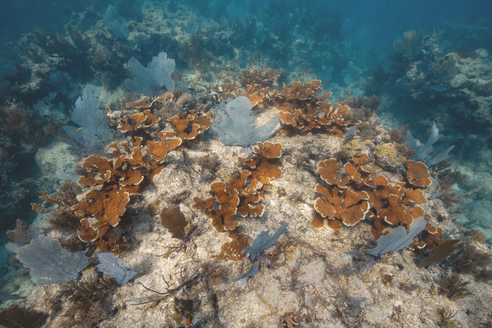 Oris Oris Carysfort Reef Limited Edition - View 2